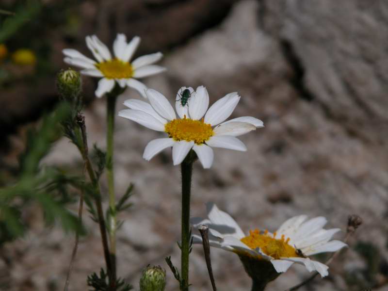Asteracea